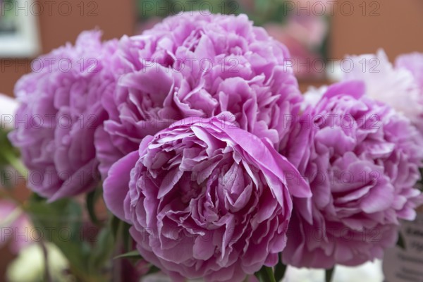 Beautiful pink purple peony Bandit flower. Closeup. Blurred background, selective focus