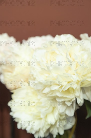 Beautiful white peony Summer Glow flower. Closeup. Blurred background, selective focus