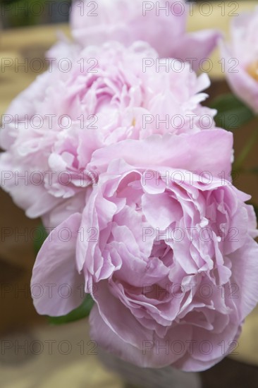 Beautiful pink purple peony Nancy Nora flower. Closeup. Blurred background, selective focus