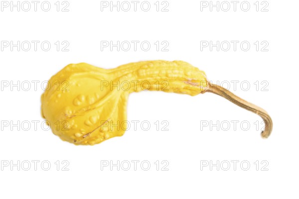 Decorative orange Pumpkin isolated on white background, top view, flat lay, close up, minimalism