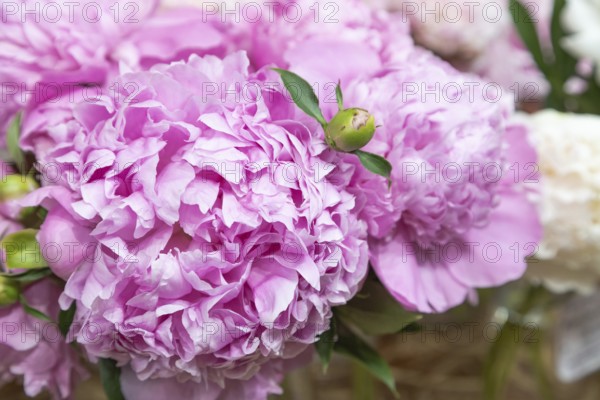Beautiful pink peony Monsieur Jules Elie flower. Closeup. Blurred background, selective focus
