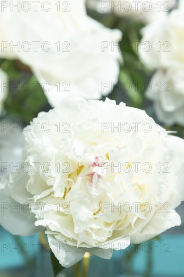 Beautiful white peony Mary E. Nicholls flower. Closeup. Blurred background, selective focus