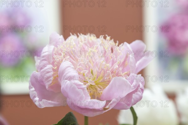 Beautiful pink purple peony Fairy flower. Closeup. Blurred background, selective focus