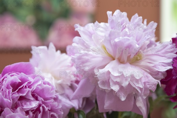 Beautiful pink purple peony Edens Perfume flower. Closeup. Blurred background, selective focus
