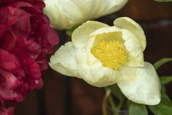 Beautiful yellow white peony Roy Pehrsons Best Yellow flower. Closeup. Blurred background, selective focus