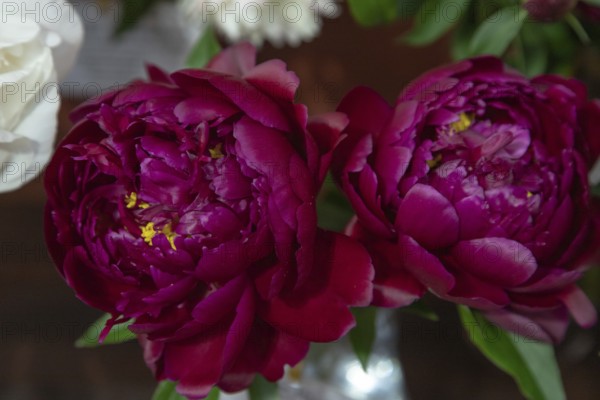 Beautiful red, burgundy peony Peter Brand flower. Closeup. Blurred background, selective focus