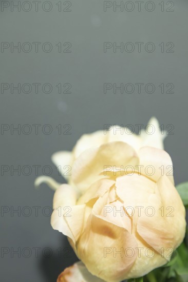 Beautiful orange peony Coral Supreme flower. Closeup. Blurred background, selective focus