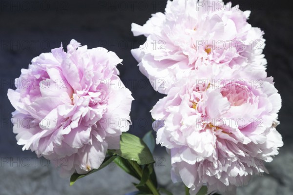 Beautiful pink peony Reine Supreme flower. Closeup. Blurred background, selective focus