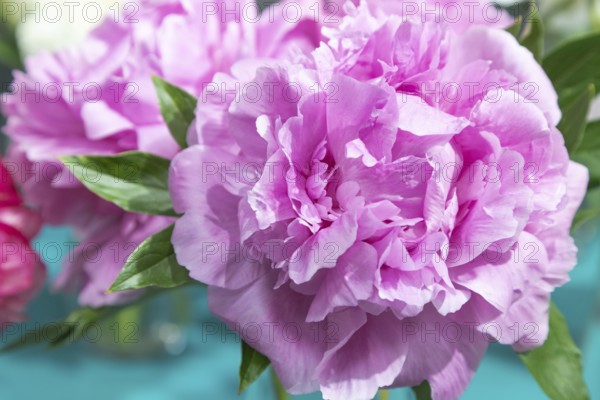 Beautiful pink peony Susie Q flower. Closeup. Blurred background, selective focus