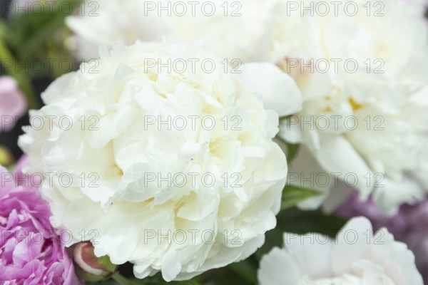 Beautiful white peony Carl G. Klehm flower. Closeup. Blurred background, selective focus
