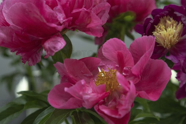 Beautiful red, burgundy peony Paula Fay flower. Closeup. Blurred background, selective focus