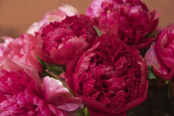 Beautiful red, burgundy peony Command Performance flower. Closeup. Blurred background, selective focus