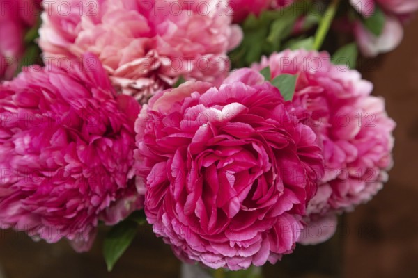 Beautiful pink purple peony Mary Jo Legare flower. Closeup. Blurred background, selective focus