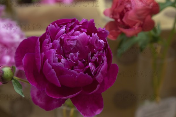 Beautiful pink purple peony Henry St Clair flower. Closeup. Blurred background, selective focus