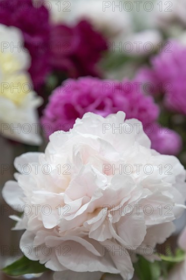 Beautiful pink purple peony My Love flower. Closeup. Blurred background, selective focus