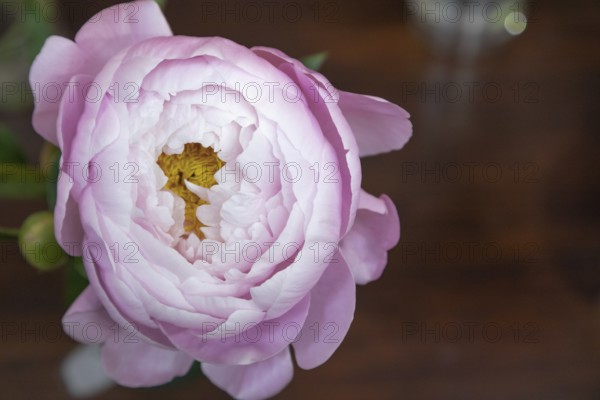 Beautiful pink purple peony Flying Pink Saucer flower. Closeup. Blurred background, selective focus