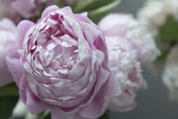 Beautiful pink peony Mrs. Franklin D. Roosevelt flower. Closeup. Blurred background, selective focus