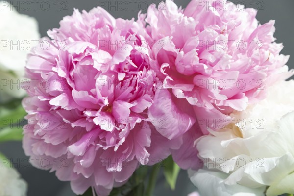 Beautiful pink peony Walter Faxon flower. Closeup. Blurred background, selective focus
