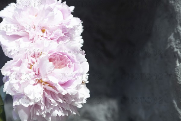 Beautiful pink peony Reine Supreme flower. Closeup. Blurred background, selective focus