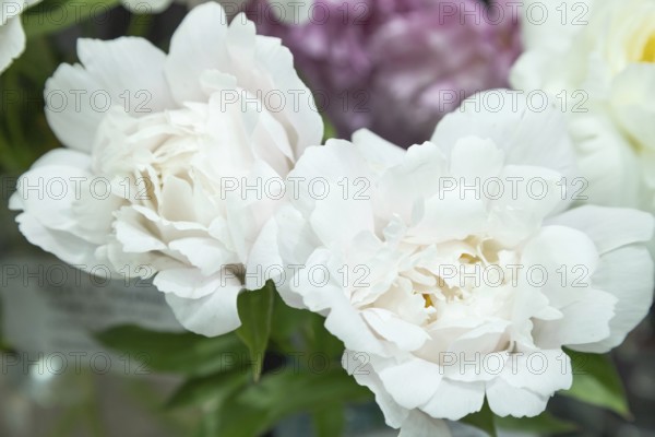 Beautiful white peony Crystal down flower. Closeup. Blurred background, selective focus