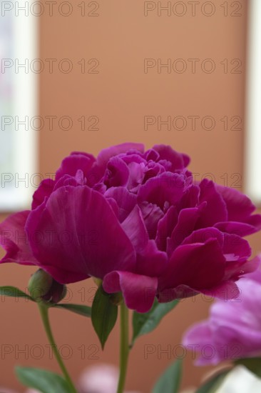 Beautiful red, burgundy peony The Mighty Mo flower. Closeup. Blurred background, selective focus