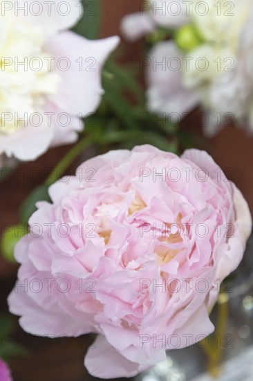 Beautiful pink peony Albert Crousse flower. Closeup. Blurred background, selective focus