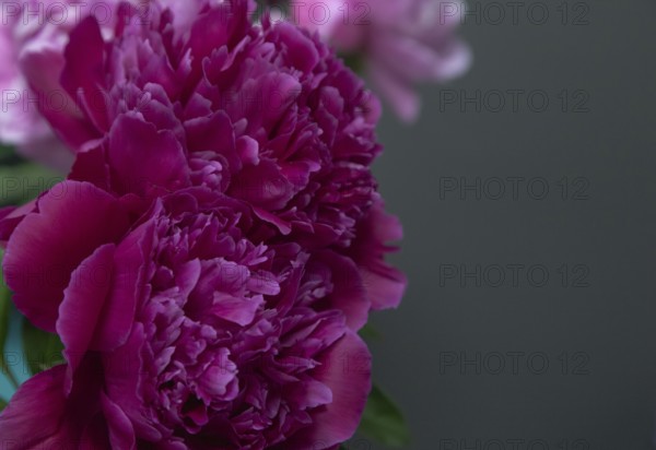 Beautiful red, burgundy peony Shawnee Chief flower. Closeup. Blurred background, selective focus