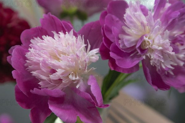 Beautiful pink peony Gay Paree flower. Closeup. Blurred background, selective focus