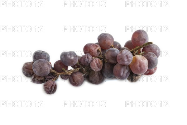 Bunches of rotten and Dry Red wine grapes isolated on white background, harvest, decay. Side view, close up