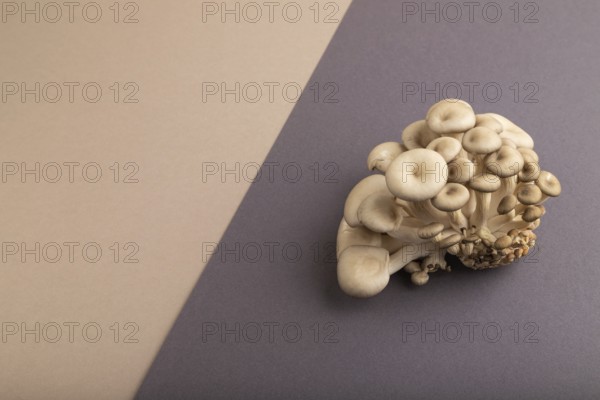 Raw Oyster mushroom, Pleurotus ostreatus on beige and gray pastel paper background. Side view, copy space, minimalism