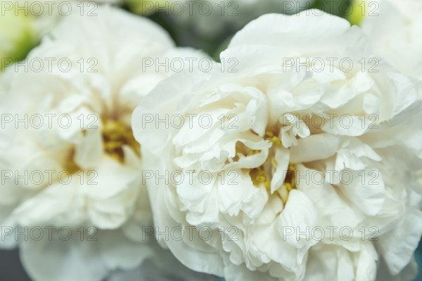 Beautiful white peony Greenland flower. Closeup. Blurred background, selective focus