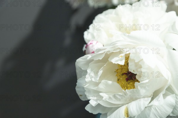 Beautiful white peony Minnie Shaylor flower. Closeup. Blurred background, selective focus