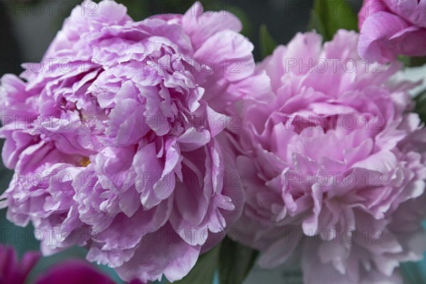 Beautiful pink peony Pink Giant flower. Closeup. Blurred background, selective focus