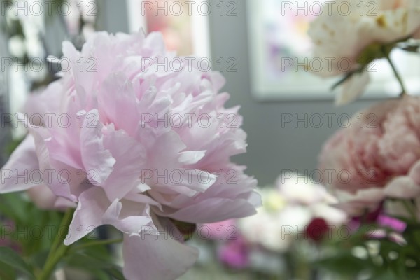 Beautiful pink peony Dolorodell flower. Closeup. Blurred background, selective focus