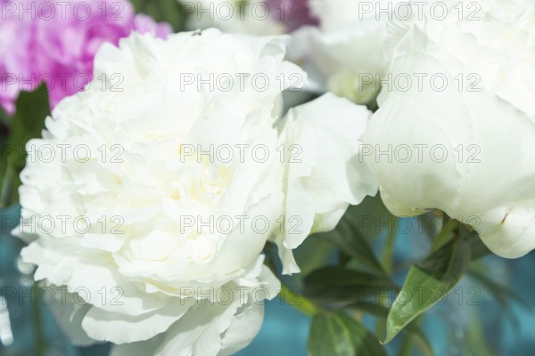 Beautiful white peony Dr. F.G. Brethour flower. Closeup. Blurred background, selective focus