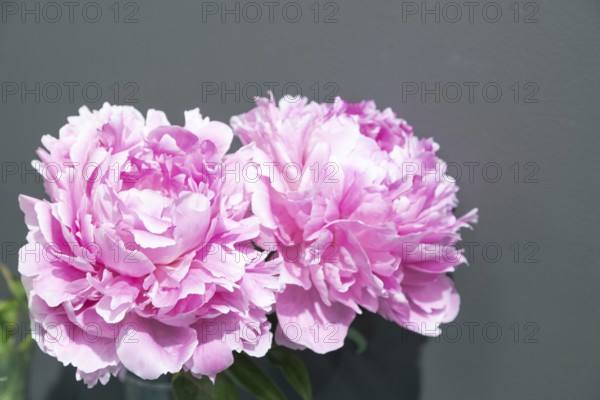 Beautiful pink peony Premiera flower. Closeup. Blurred background, selective focus