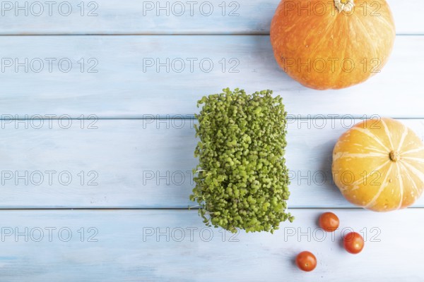 Microgreen sprouts of mustard with pumpkin on blue wooden background. Top view, flat lay, copy space