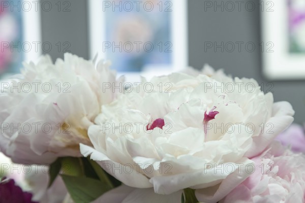 Beautiful pink peony Nick Shaylor flower. Closeup. Blurred background, selective focus