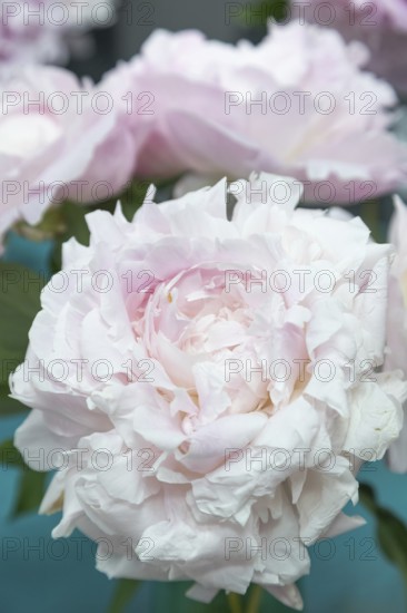 Beautiful pink peony Myrtle Gentry flower. Closeup. Blurred background, selective focus
