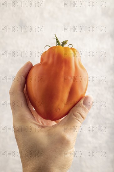 Red Heart Shape tomato with hand on gray concrete background. Top view, flat lay, close up. healthy food, vegetable, minimalism