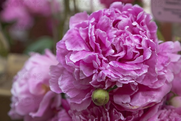 Beautiful pink purple peony Alexander Fleming flower. Closeup. Blurred background, selective focus