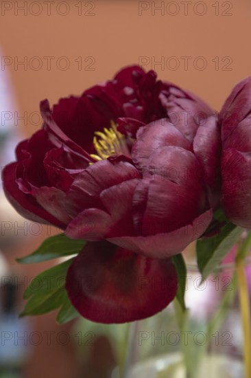 Beautiful red, burgundy peony Dandy Dan flower. Closeup. Blurred background, selective focus
