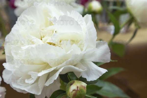 Beautiful white peony Kelways Glorious flower. Closeup. Blurred background, selective focus