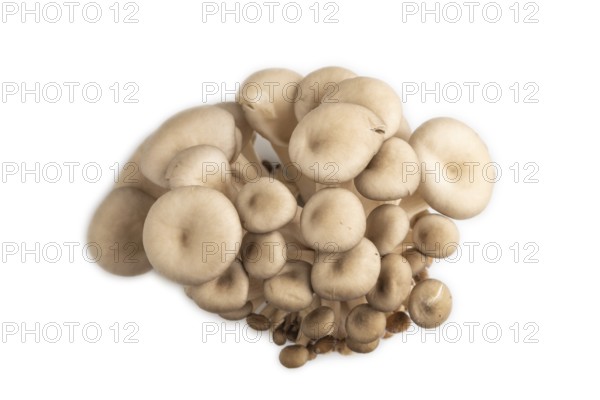 Raw Oyster mushroom, Pleurotus ostreatus isolated on white background. Top view, flat lay, close up, minimalism