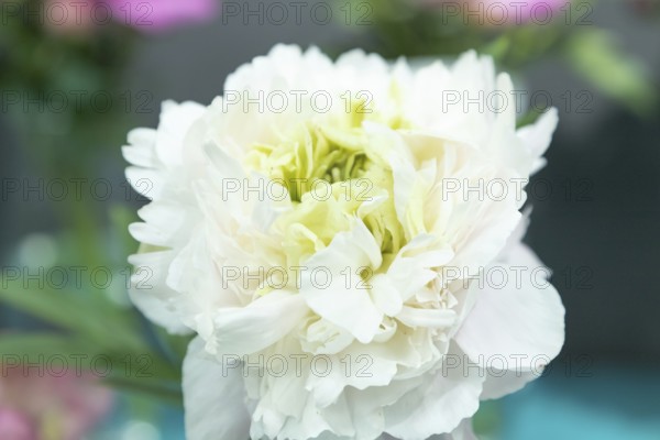 Beautiful white green peony Grune Knospe flower. Closeup. Blurred background, selective focus