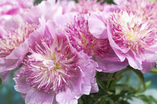 Beautiful pink peony Pearl scattering flower. Closeup. Blurred background, selective focus