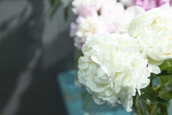Beautiful white peony Alma ata flower. Closeup. Blurred background, selective focus