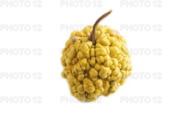 Decorative orange Pumpkin with tumors isolated on white background, side view, close up, minimalism