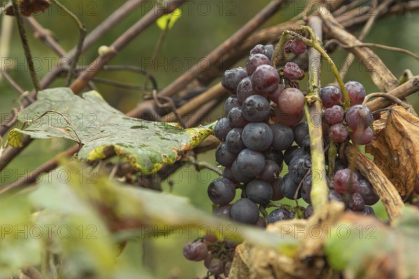 Bunches of rotten and Dry Red wine grapes on branches in autumn, Dry season, harvest, decay