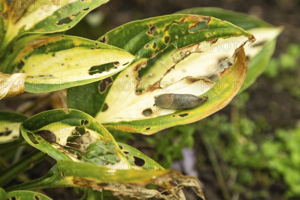 Hosta leaves damaged by Slugs, plant diseases, plant pathology